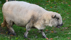 Shropshire-Schaf (3).jpg